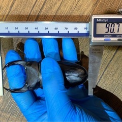 能勢SR血統 オオクワガタ 86.6×55.6・54.0 即ブリ トリオの画像