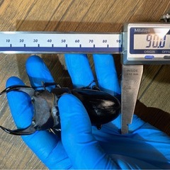 能勢SR血統 オオクワガタ 86.6×55.6・54.0 即ブリ トリオの画像