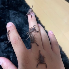 サソリの画像