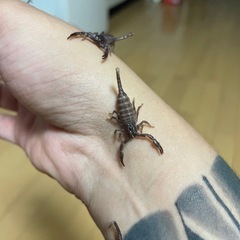 サソリの画像