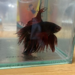 ベタ　魚の画像