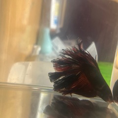 ベタ　魚の画像