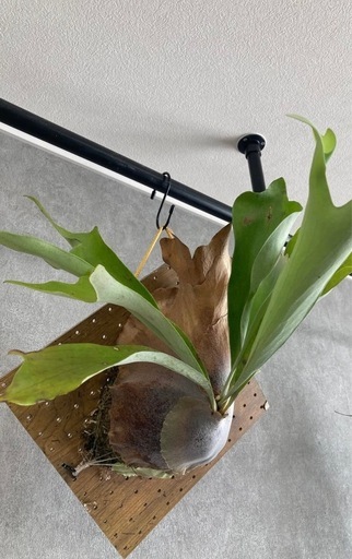 コウモリラン　ネザーランド