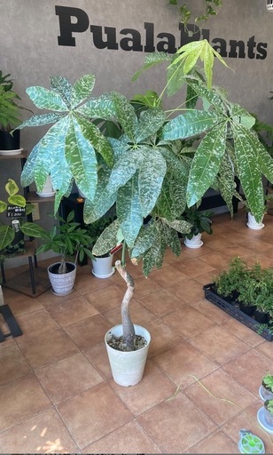 パキラ　ミルキーウェイ