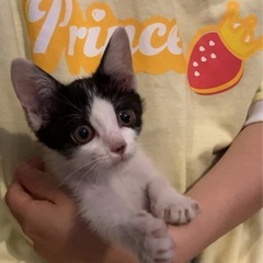 お転婆ハチワレちゃん