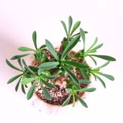 ユーフォルビア 峨眉山　他数種類の画像