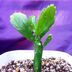 ランキングキーワードに紐づく投稿画像-多肉植物