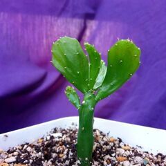 姫ウチワサボテン　白樺麒麟     他数種類　多肉植物の画像