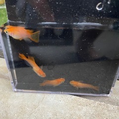 めだか　楊貴妃10匹の画像