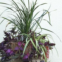 フラワースタンドと観葉植物の画像