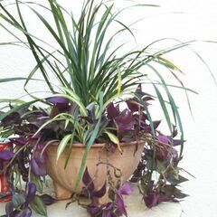 フラワースタンドと観葉植物の画像