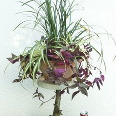 フラワースタンドと観葉植物の画像