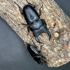 川西産　オオクワペア　♂79mm×♀52mmの画像
