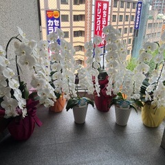 【終了しました！】胡蝶蘭サイズ色々　貰ってくださいの画像