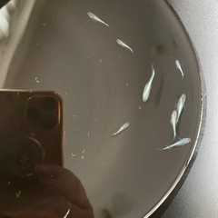 ネプチューン　メダカ　ワンペア🐟　の画像