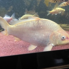 鯉の画像