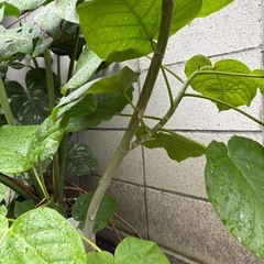 ウンベラータ鉢植えの画像