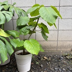 ウンベラータ鉢植えの画像