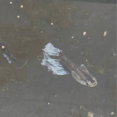 メダカ　フロマージュ
の画像