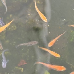 9/13 9/14ヒメダカ　水草　エビ　の画像
