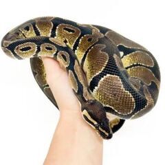 ボールパイソン　フルアダルト