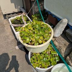 ホテイ草、アナカリス、ウォーターコイン、レッドラムズホーンの画像