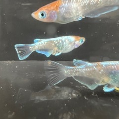 【めだか】　朱光菊2ペア＋1匹の画像