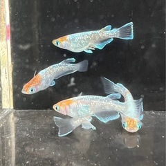 【めだか】　朱光菊2ペア＋1匹の画像
