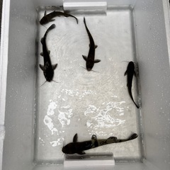 ナマズ (ギギ)の画像