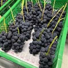 本日限定! 種無し巨峰　粒パック　650円！の画像