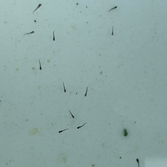 メダカ　サタン針子　30匹の画像