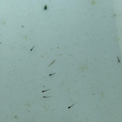 メダカ　サタン針子　30匹の画像