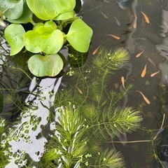 9/13 9/14ヒメダカ　水草　エビ　の画像