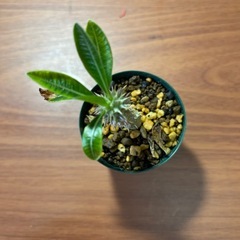 お取引中　グラキリス　植物の画像