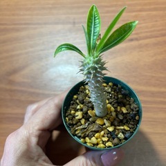 お取引中　グラキリス　植物の画像