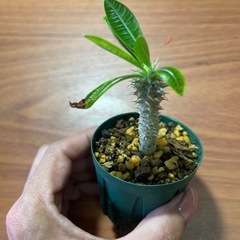 お取引中　グラキリス　植物の画像