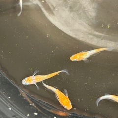 王華メダカの画像