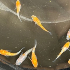王華メダカの画像
