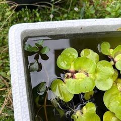 ビオトープ水草の画像