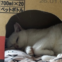 白ねこちゃん♀ 怖がりだけどなでなで大好きなかわいい子
