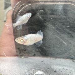 【現物】橙2ペア_メダカの画像