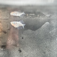 【現物】橙2ペア_メダカの画像