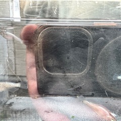 【現物】橙2ペア_メダカの画像