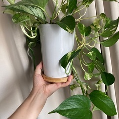 【元気なポトス】観葉植物・育てやすい・初心者向けの画像