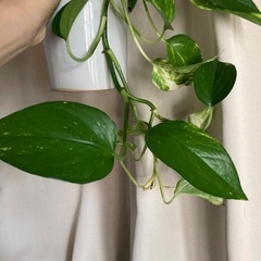 【元気なポトス】観葉植物・育てやすい・初心者向けの画像