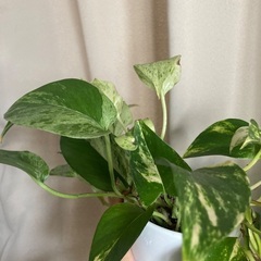 【元気なポトス】観葉植物・育てやすい・初心者向けの画像