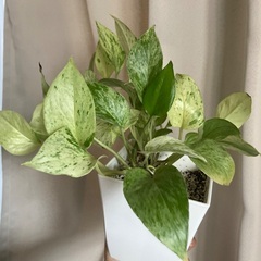 【観葉植物】ポトス(大)差し上げます🪴（元気に育っています）の画像