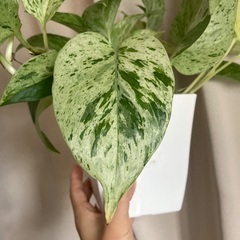 【観葉植物】ポトス(大)差し上げます🪴（元気に育っています）の画像