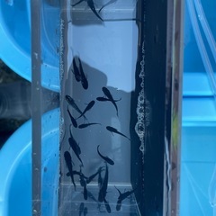メダカ　ルーナ黒×ミッドナイトフリル漆黒　稚魚〜若魚の画像