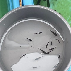 メダカ　ルーナ黒×ミッドナイトフリル漆黒　稚魚〜若魚の画像
